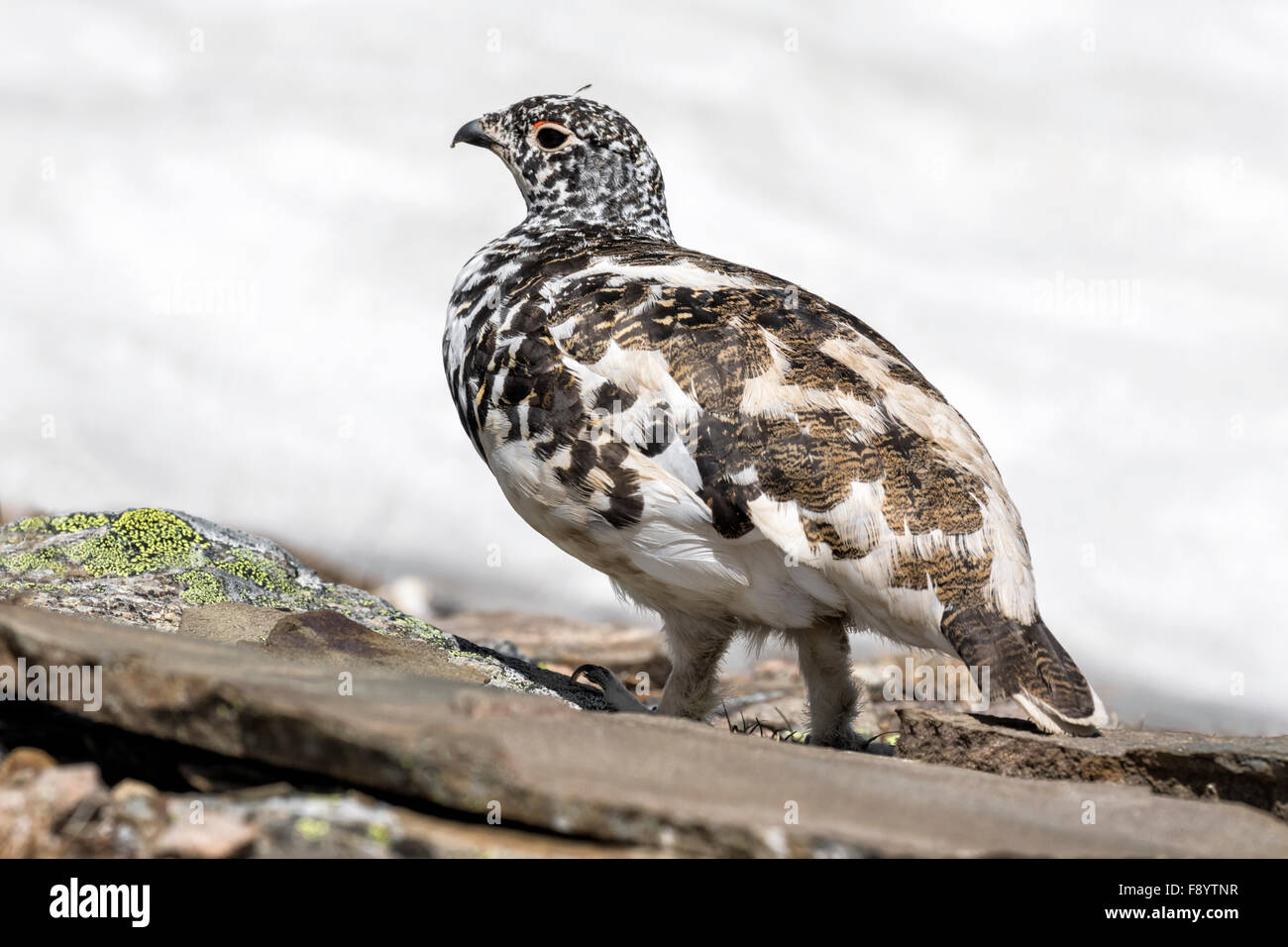 White Tailed Pernice bianca Foto Stock