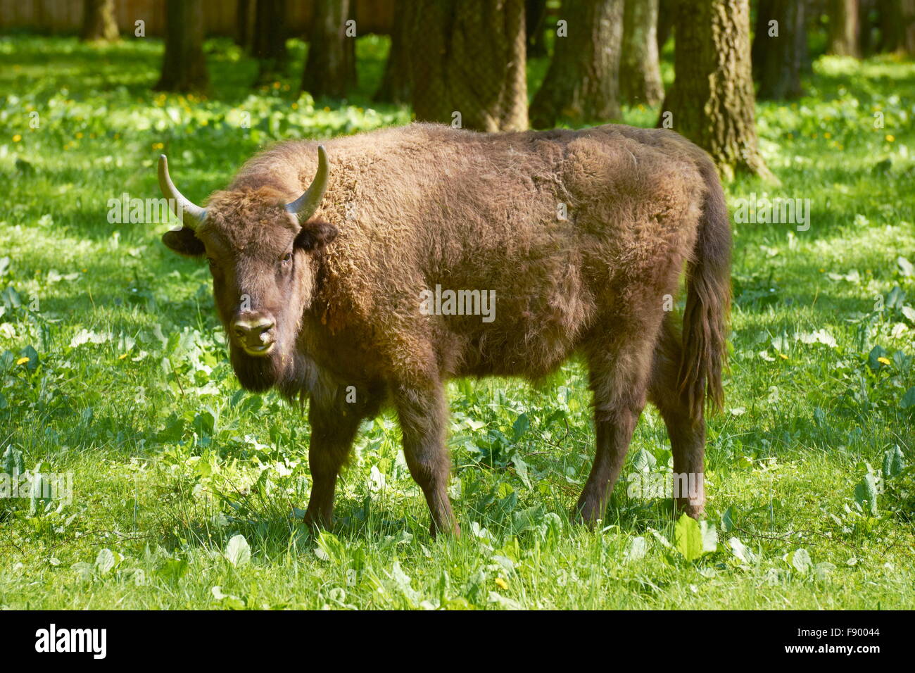 Bialowieza, Europian bisonti selvaggi, Polonia Foto Stock