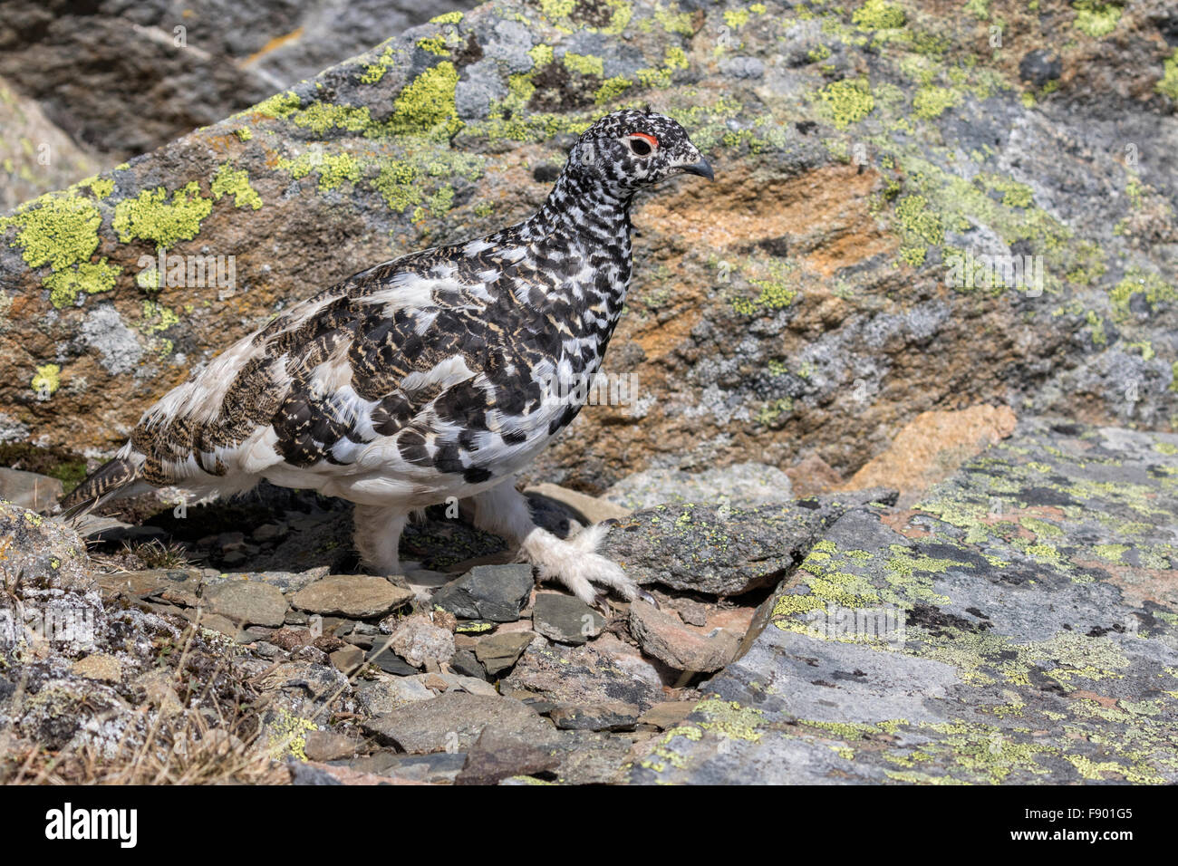 White Tailed Pernice bianca Foto Stock