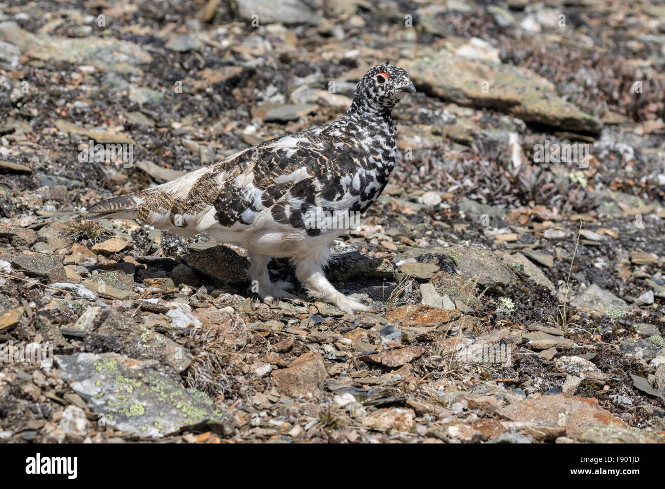 White Tailed Pernice bianca Foto Stock