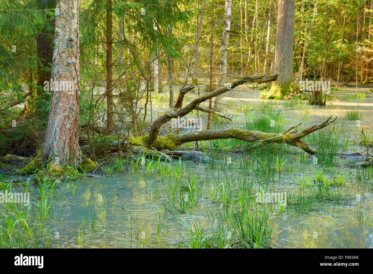 Foresta di Bialowieza, parco nazionale, Polonia Foto Stock