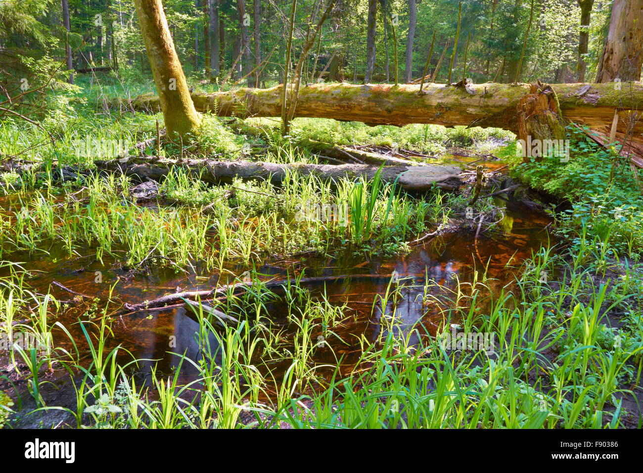 Foresta di Bialowieza, Polonia Foto Stock