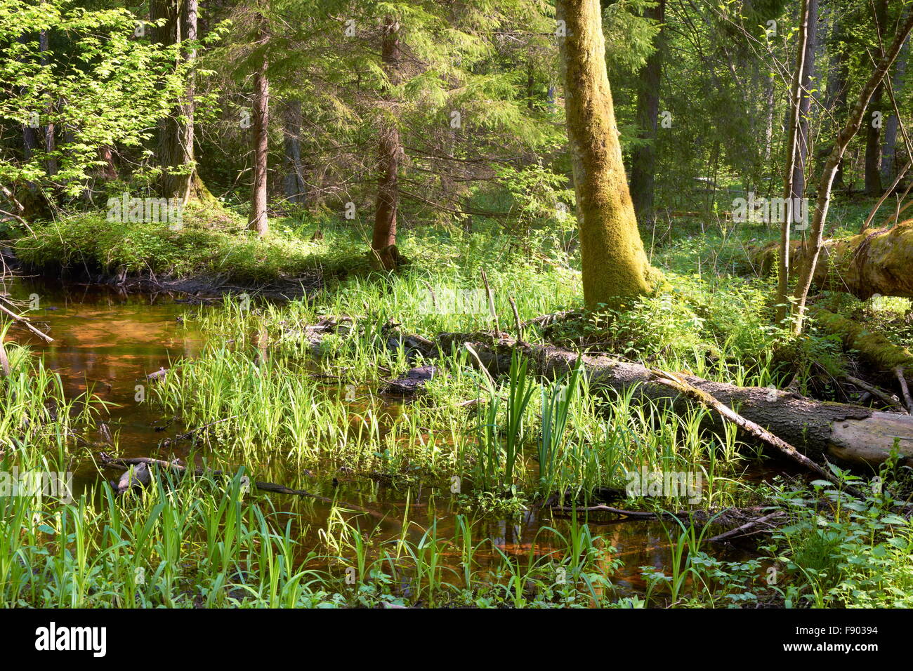 Foresta di Bialowieza a tempo primaverile, Polonia Foto Stock