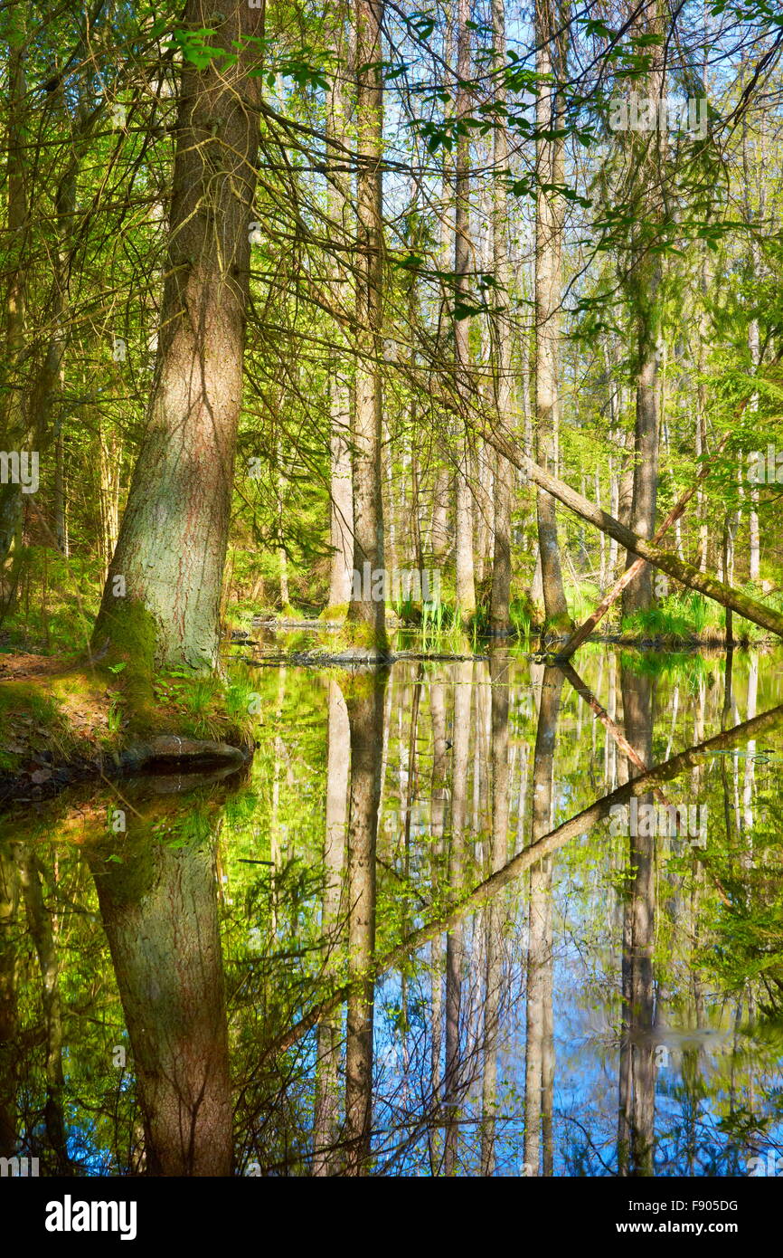 Il tempo primaverile alla foresta di Bialowieza, Polonia Foto Stock