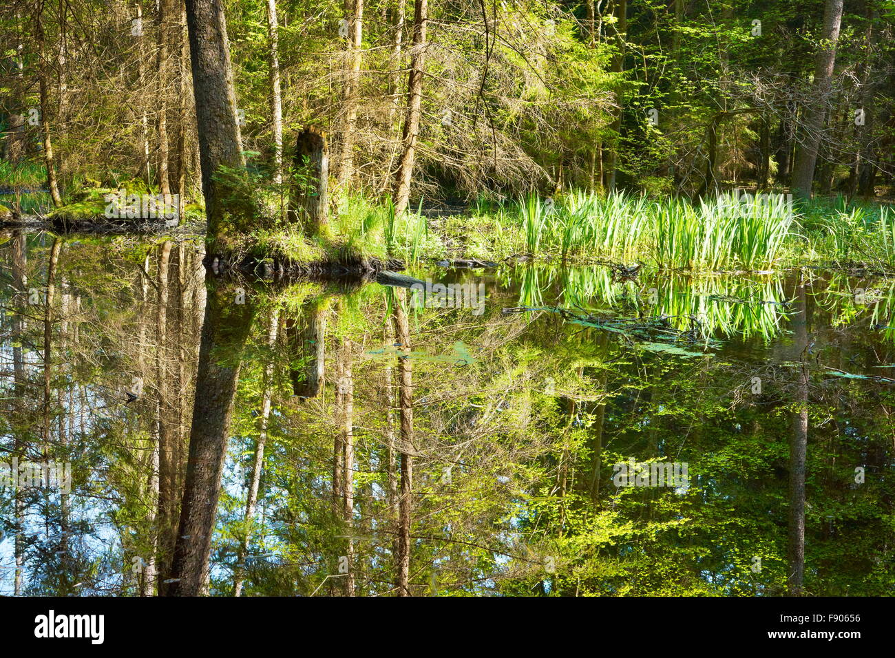 Foresta di Bialowieza a tempo primaverile, Polonia Foto Stock