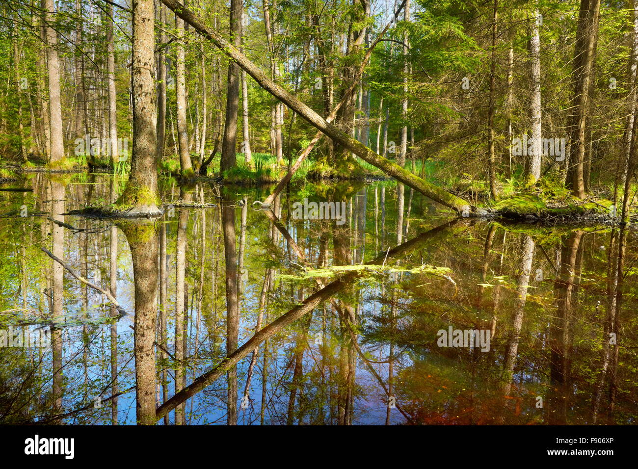 Foresta di Bialowieza a tempo primaverile, Polonia Foto Stock