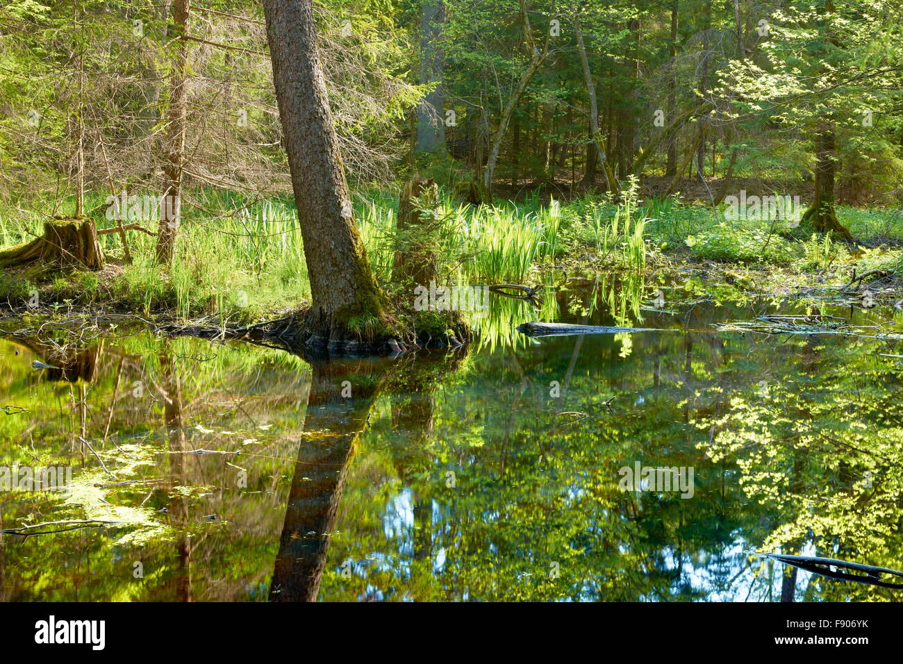 Foresta di Bialowieza a tempo primaverile, Polonia Foto Stock