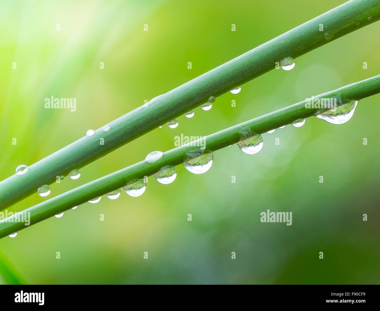 Gocce di rugiada sull'erba al mattino Foto Stock