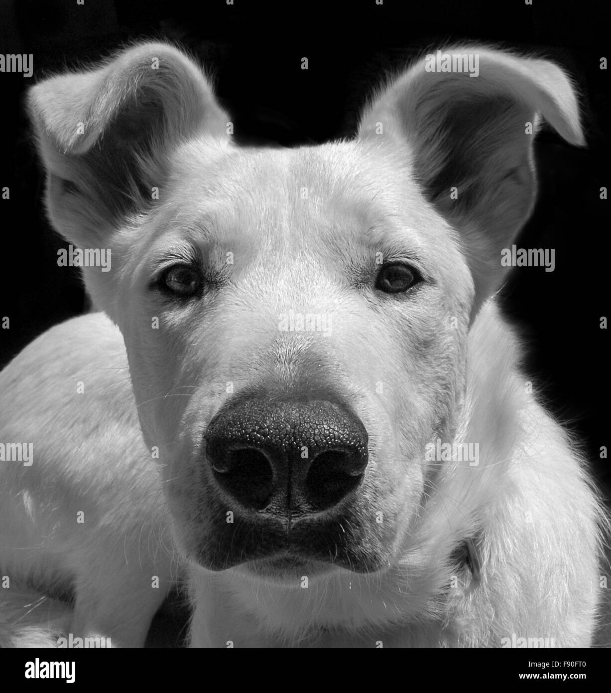 Close up - cane bianco con neutral look fissando fotocamera, sfondo scuro, Foto Stock