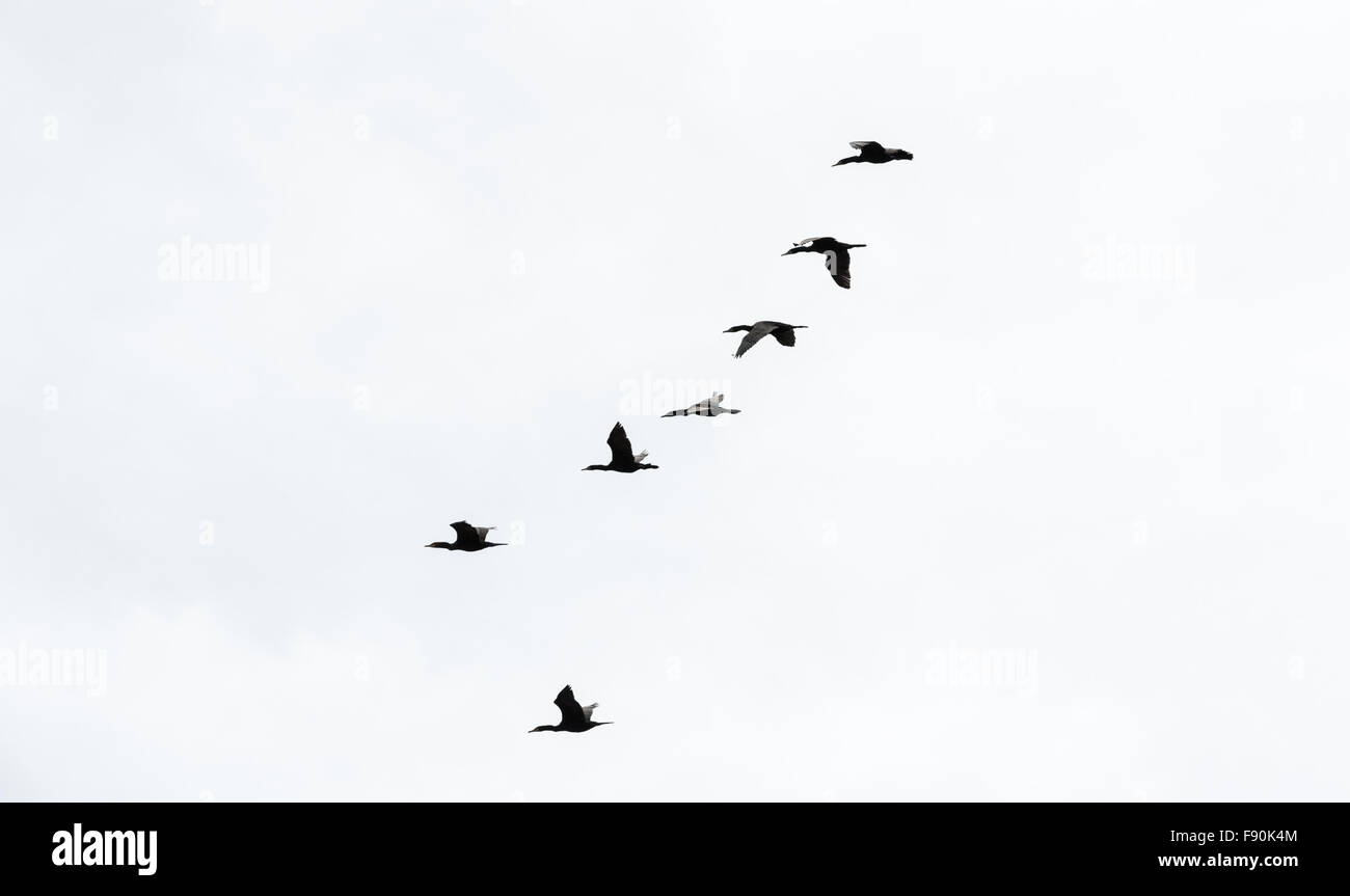 Gregge di sette cormorano nero uccelli da destra a sinistra in formazione verticale sul cielo bianco. Foto Stock