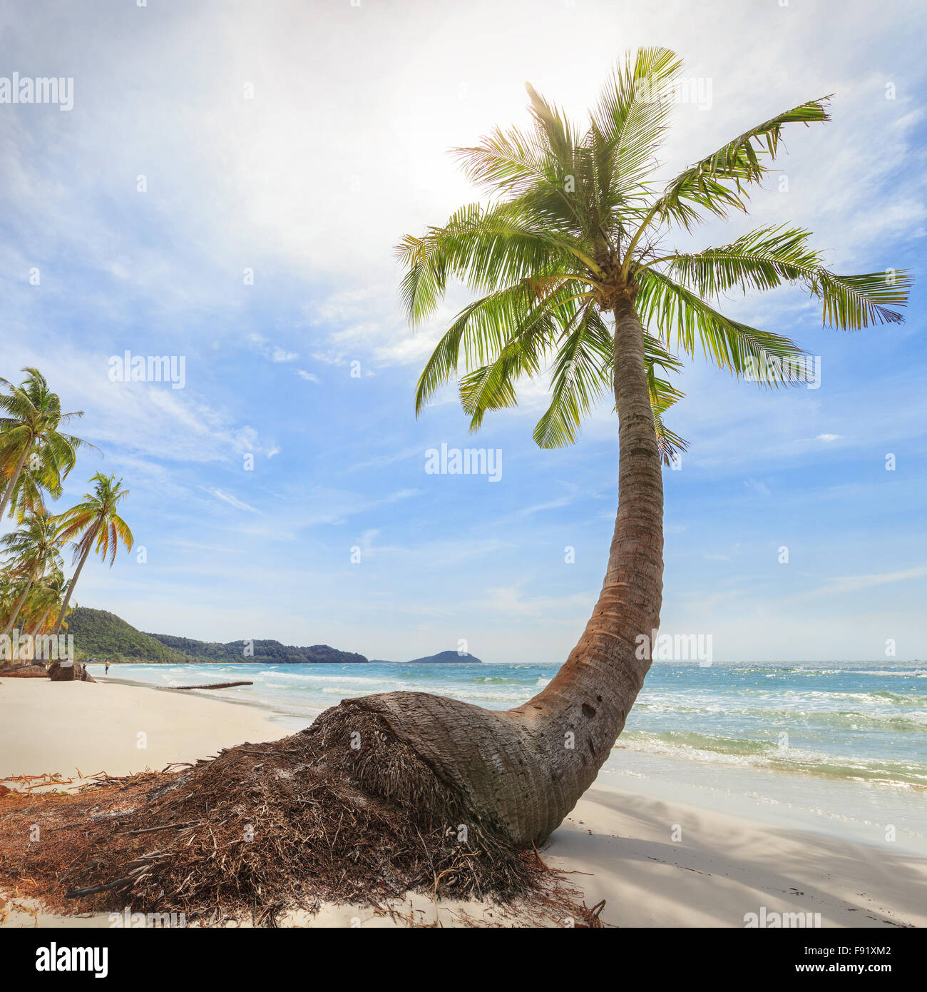 Spiaggia tropicale con alte palme Foto Stock