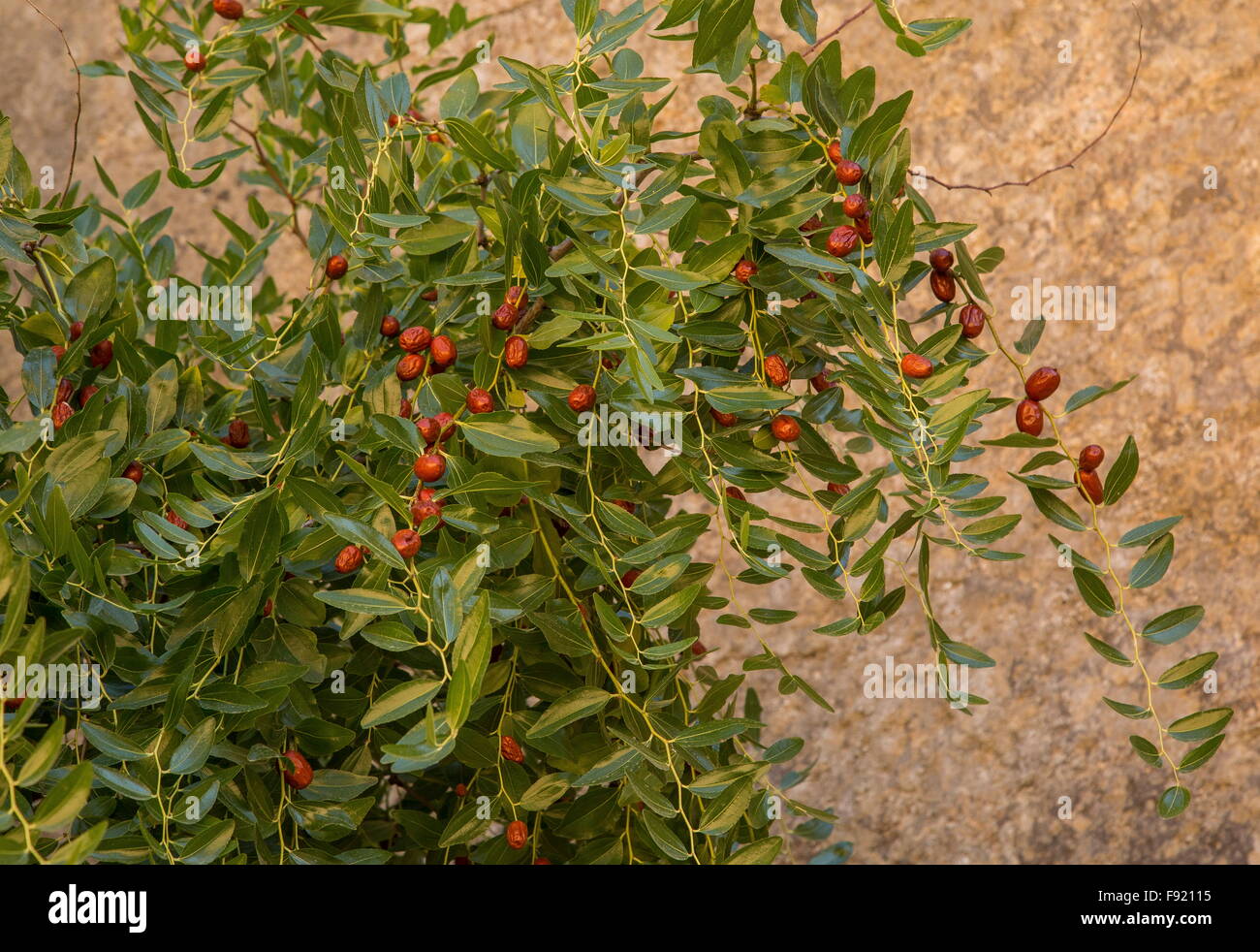 Jujube frutti, Ziziphus jujuba, sull'albero; l'autunno. Foto Stock