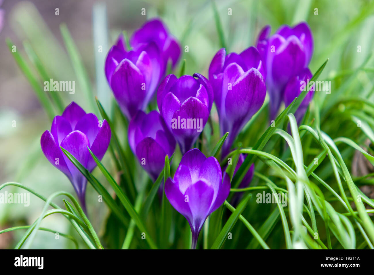 Crochi blu fiori primaverili Giardino prato alpino Crocus primi fiori primaverili crochi fioritura primaverile fioriture Foto Stock