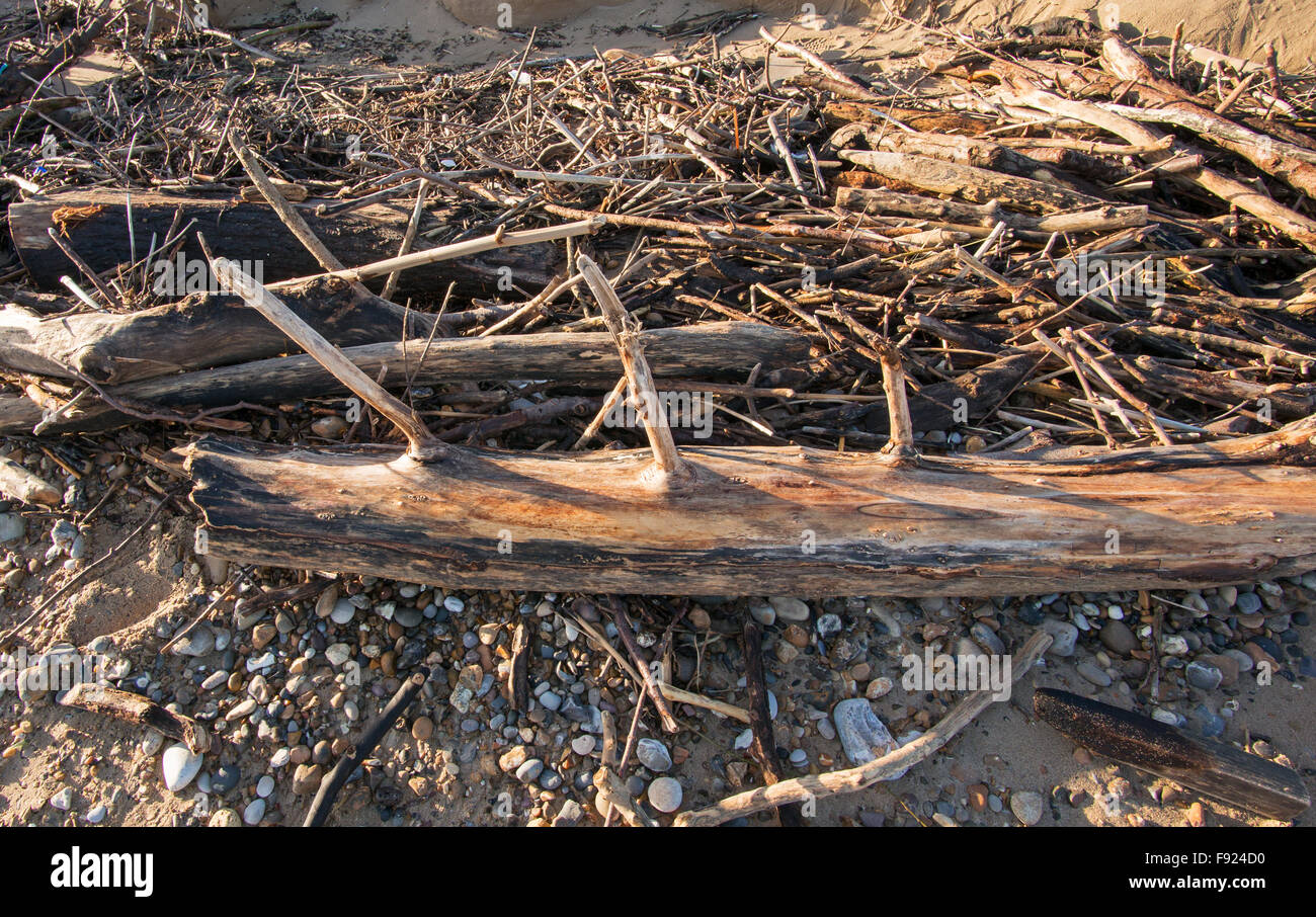 Imbianchiti driftwood su Roker beach, Sunderland, England, Regno Unito Foto Stock