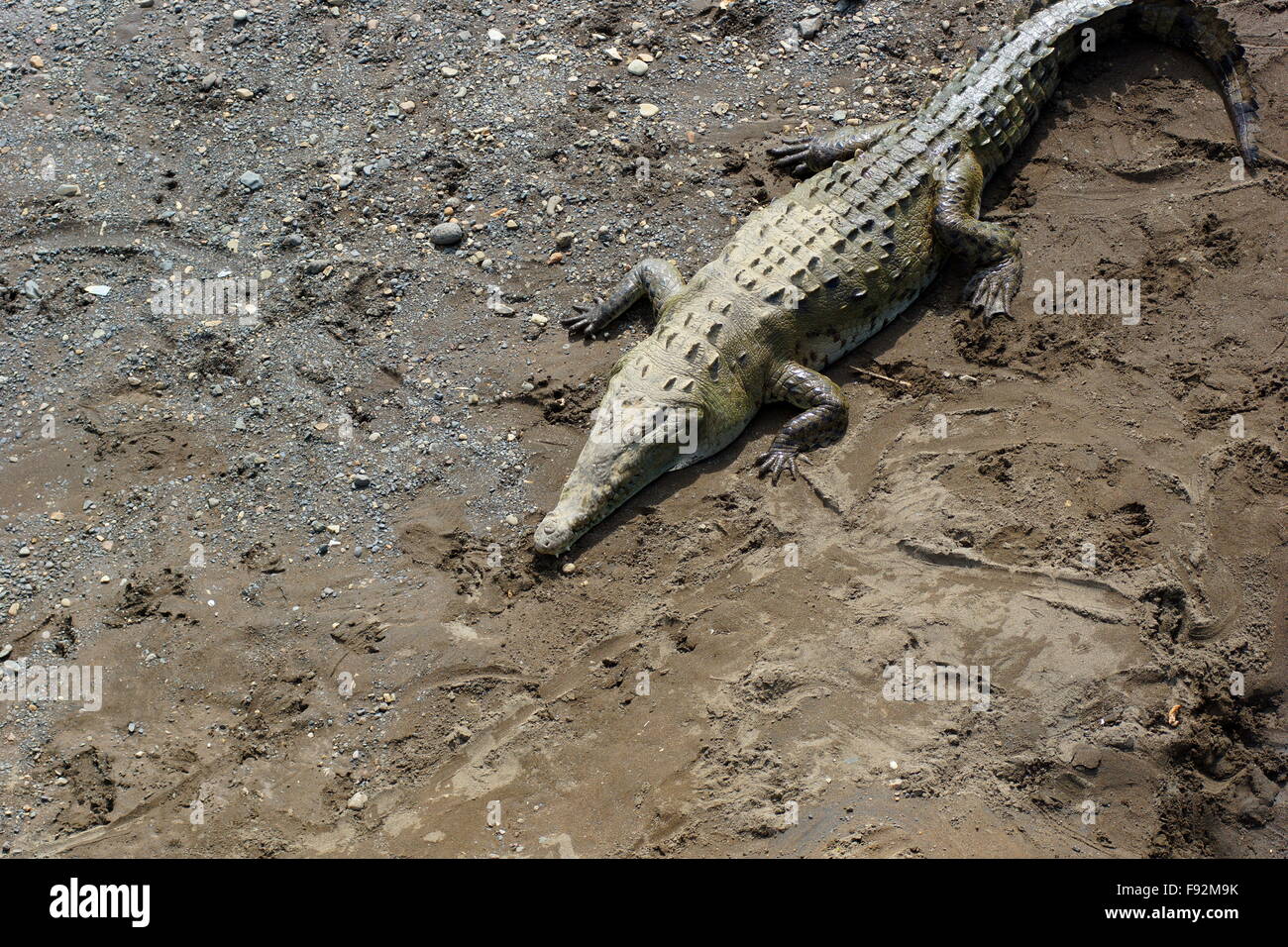 Coccodrillo americano (Crocodylus acutus). America centrale, Costa Rica, Puntarenas, Carara Foto Stock