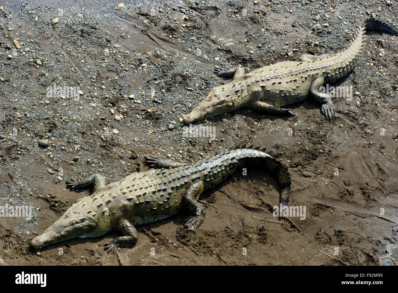 Coccodrillo americano (Crocodylus acutus). America centrale, Costa Rica, Puntarenas, Carara Foto Stock