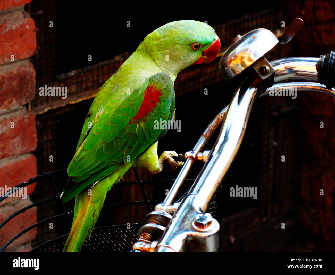 Bella e verde pappagallo indiano seduto sulla maniglia di bicicletta Foto  stock - Alamy