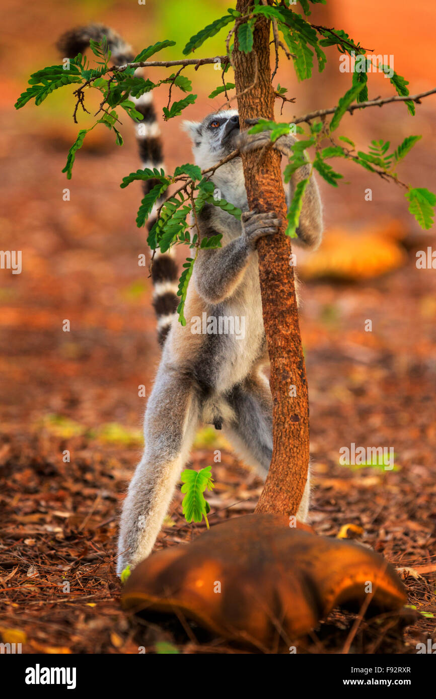 Un anello-tailed lemur nella Riserva Berenty, Madagascar. Foto Stock