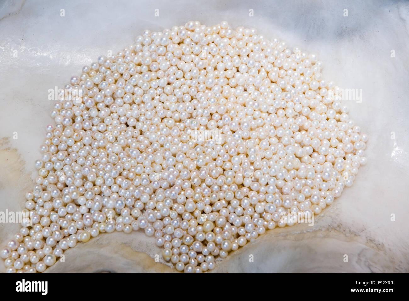 Perle bianche in un guscio Foto Stock