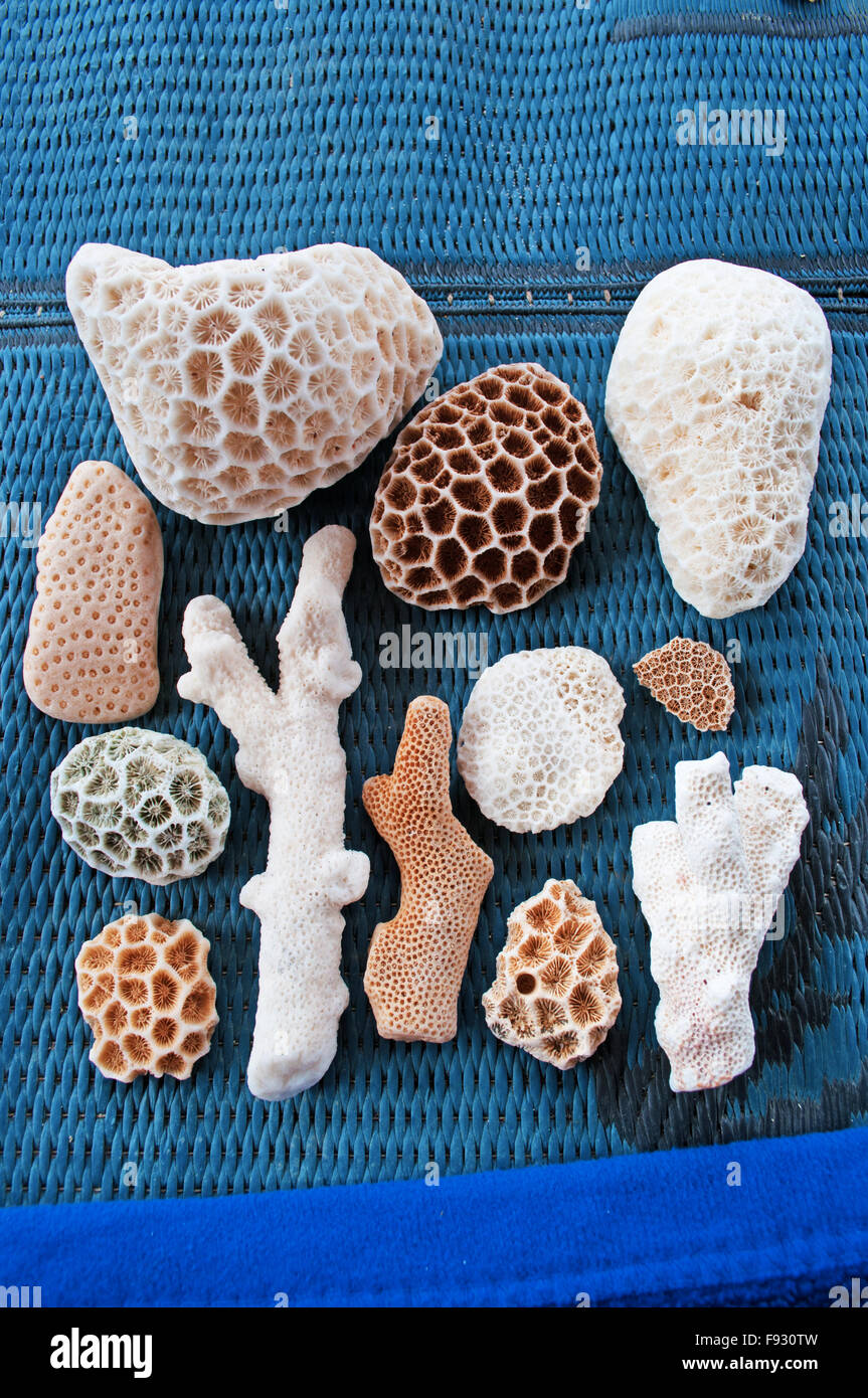 Socotra, Yemen, Medio Oriente: diverse specie di corallo su un tappetino blu nella zona protetta di Dihamri marine, nel nord-est dell'isola Foto Stock