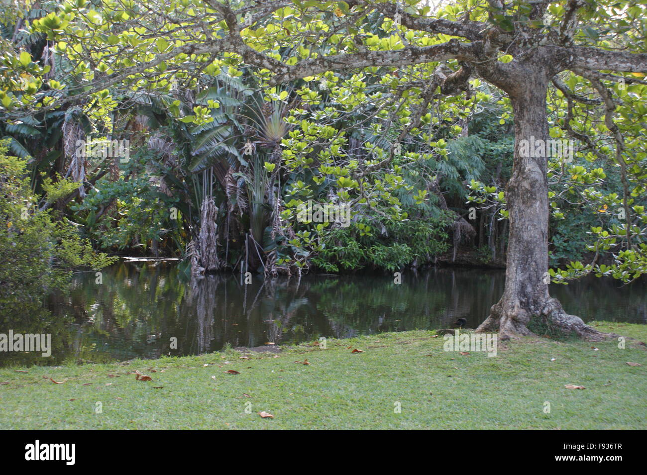 Maurizio. Pamplemousses Il giardino botanico. Sir Seewoosagur Ramgoolam Giardino Botanico. Foto Stock