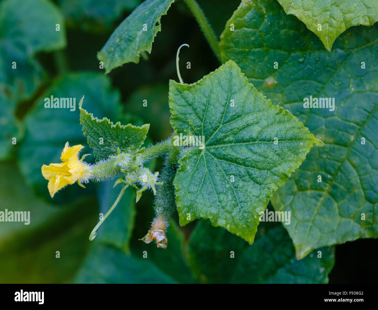 I cetrioli in crescita in un giardino di verdure Foto Stock