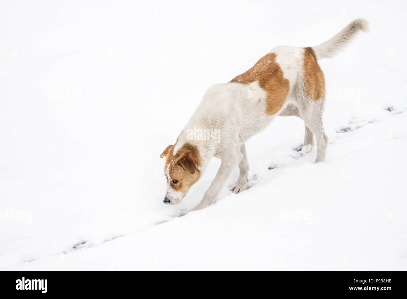 Vista di un simpatico cane di strada a piedi e hounding nella neve Foto Stock
