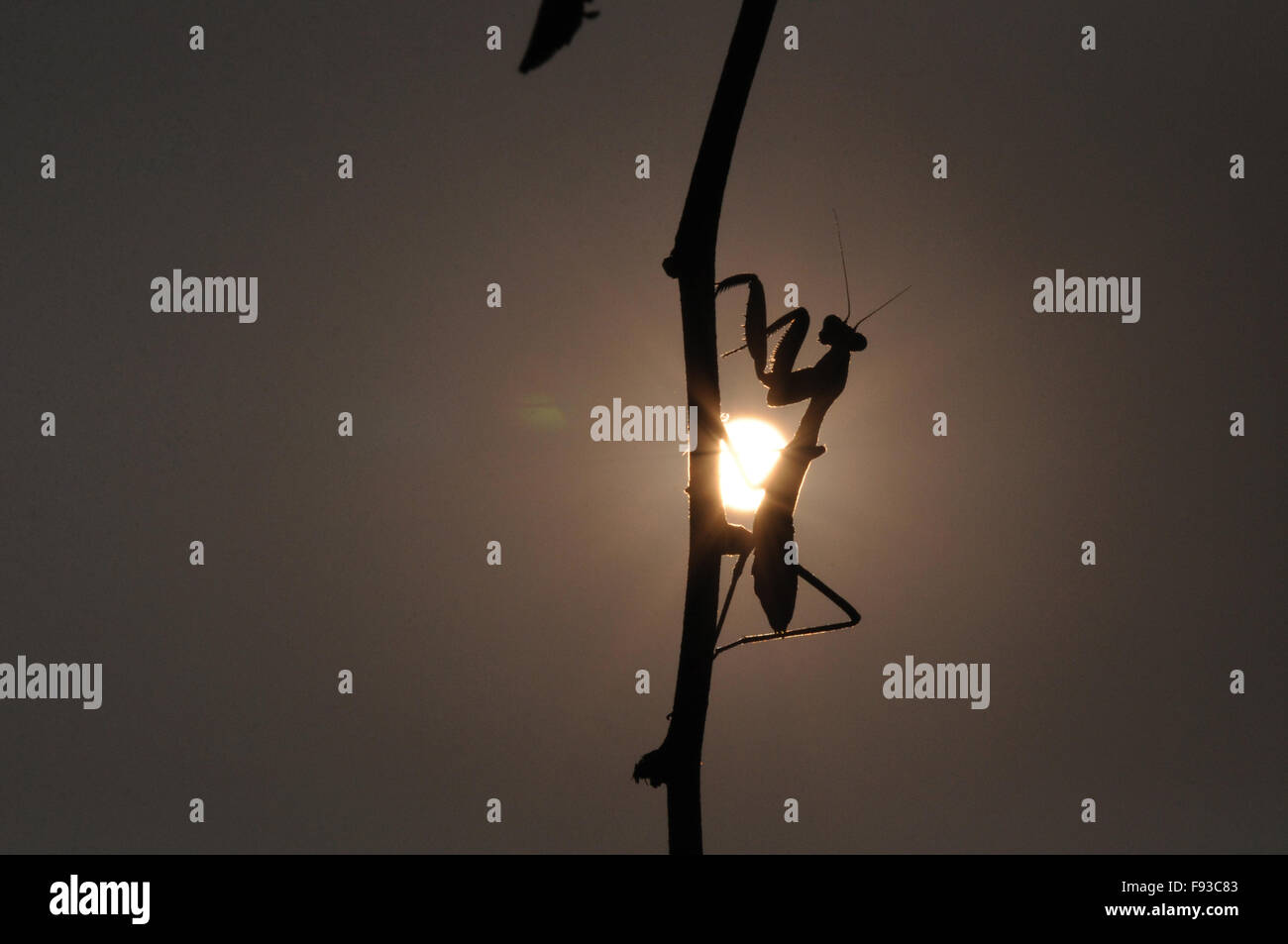 Vista laterale di una Mantide Religiosa (Mantodea mantises, mantes) godendo di magica luce dorata su un albero, Noida, Uttar Pradesh, India. Foto Stock