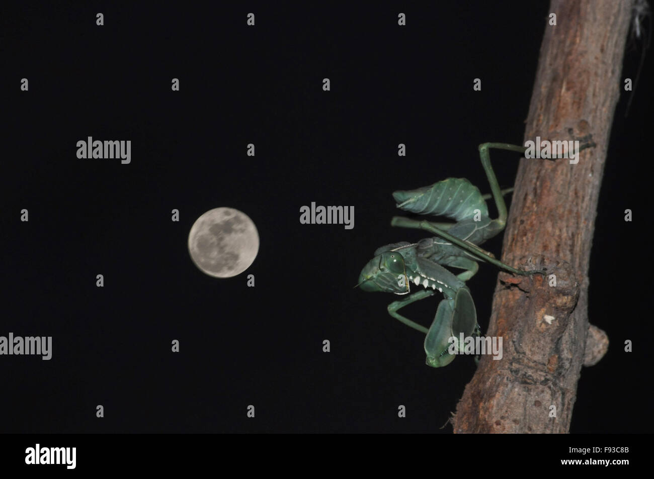 Un solitario Mantide Religiosa (Mantodea mantises, mantes) di appoggio nella notte di luna piena su un ramo di albero a Noida, Uttar Pradesh, India. Foto Stock