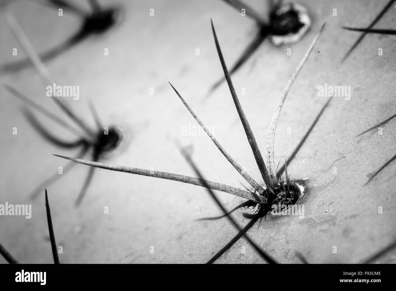 Primo piano immagine di spike di ficodindia cactus Foto Stock