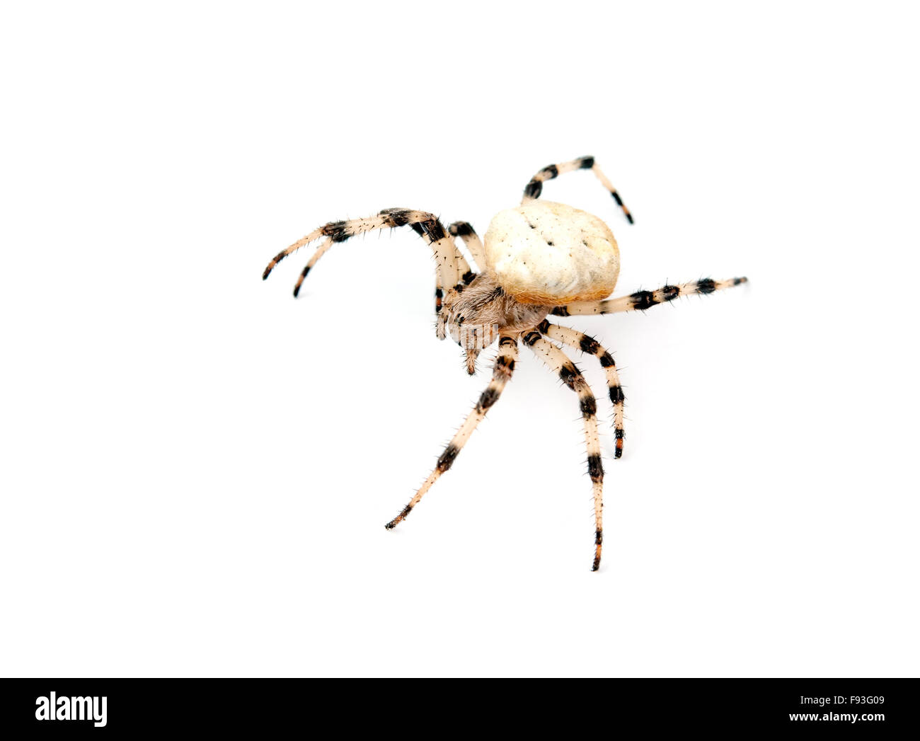 Croce spider isolato su bianco Foto Stock