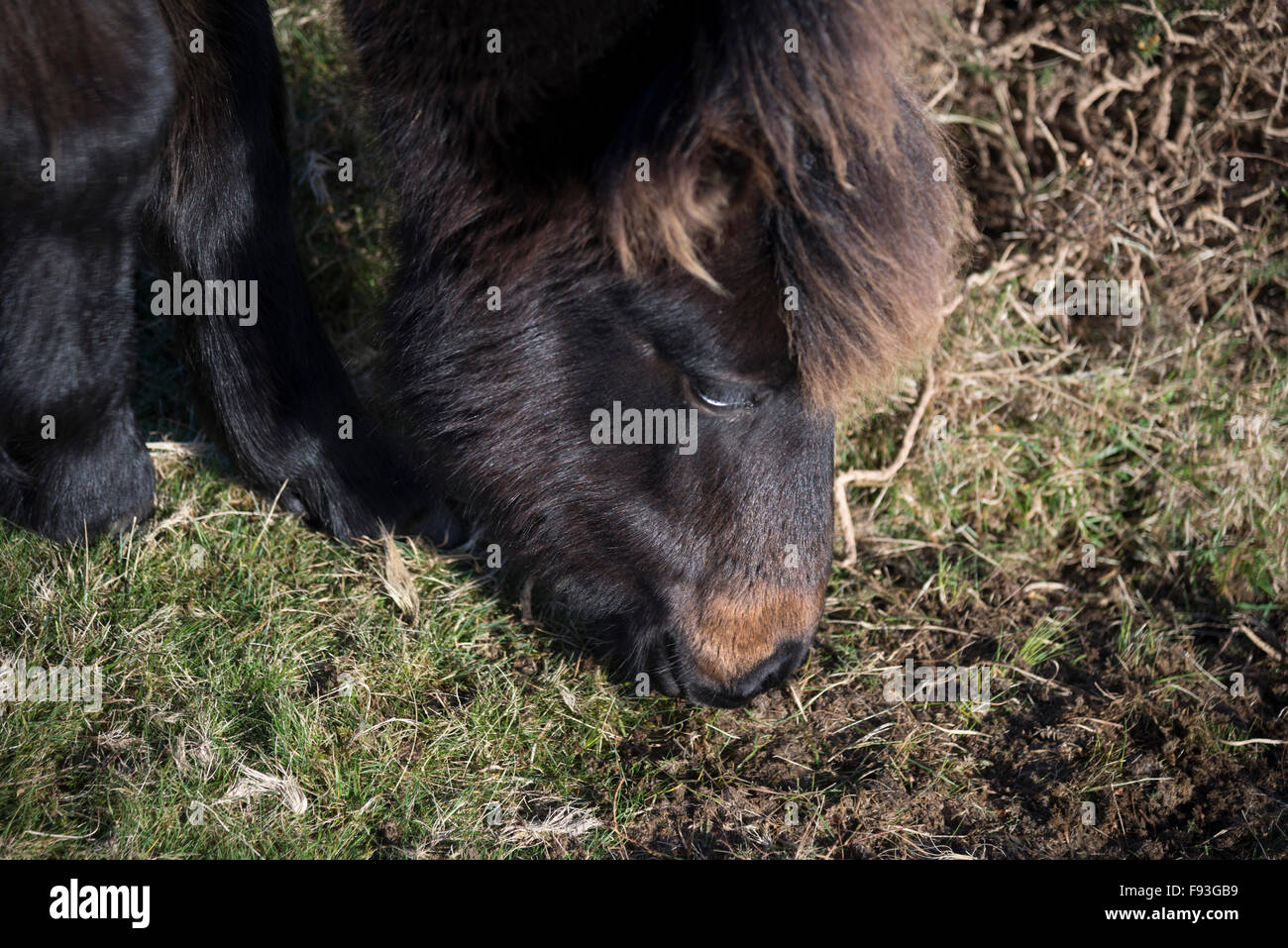 A dartmoor pony di pascolare su canneto Foto Stock