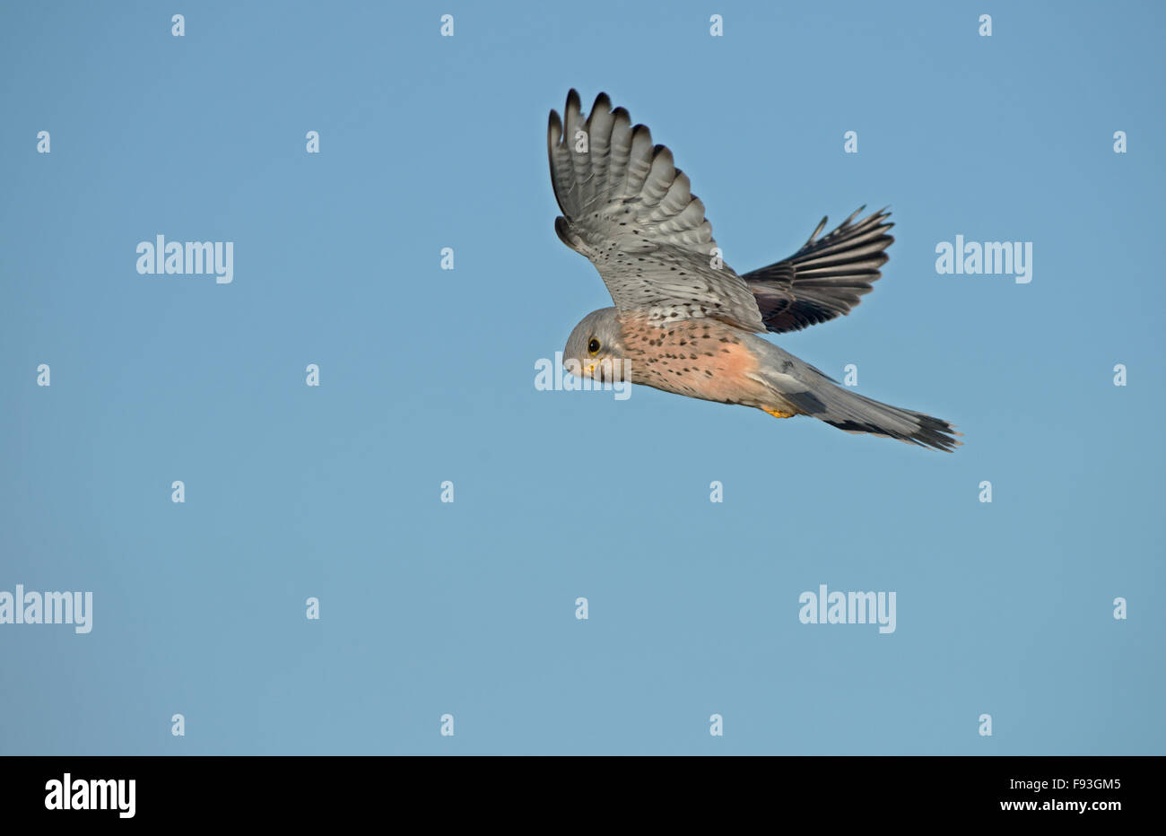 Maschio, il Gheppio Falco tinnunculus-vola sopra preda. L'inverno. Regno Unito Foto Stock