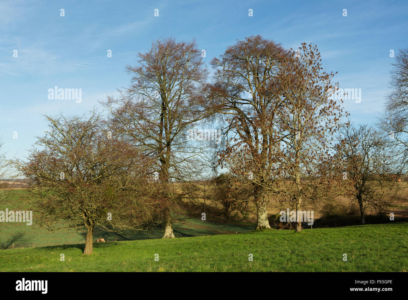 Fila di alberi sfrondato immersa in un bagno di sole invernale. Foto Stock