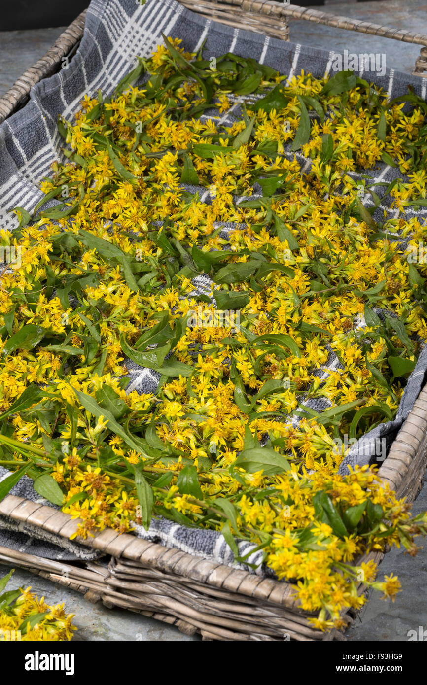 Oro europeo, woundwort, Gewöhnliche Goldrute, Echte Goldrute, Blätter und Blüten trocknen, Ernte, Solidago virgaurea Foto Stock