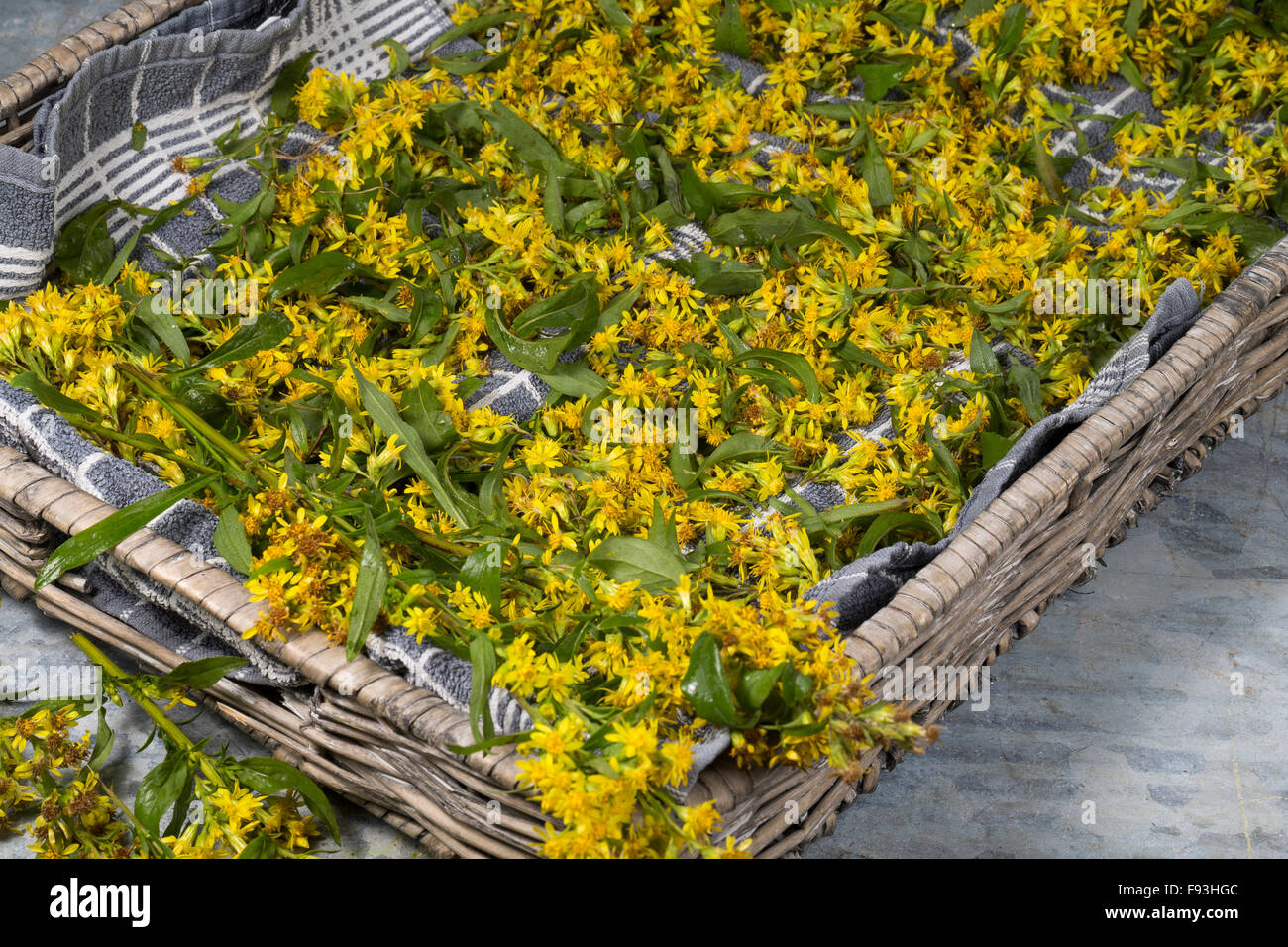 Oro europeo, woundwort, Gewöhnliche Goldrute, Echte Goldrute, Blätter und Blüten trocknen, Ernte, Solidago virgaurea Foto Stock