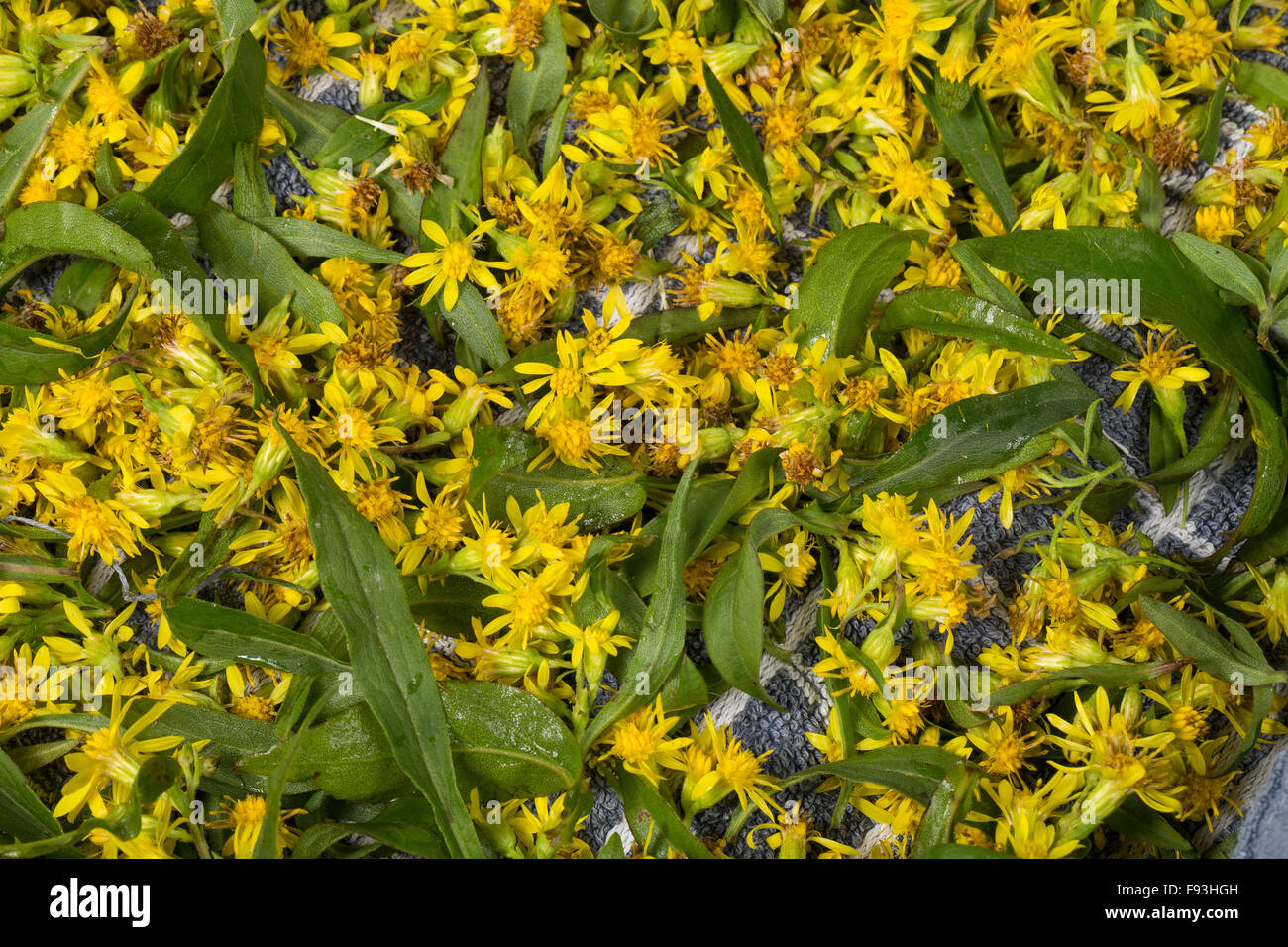 Oro europeo, woundwort, Gewöhnliche Goldrute, Echte Goldrute, Blätter und Blüten trocknen, Ernte, Solidago virgaurea Foto Stock