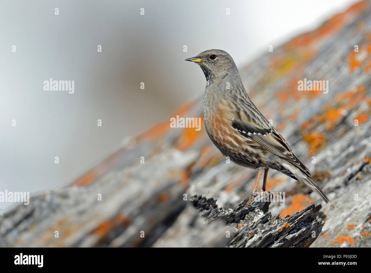 Accentor alpino / Alpenbraunelle ( Prunella collaris ) si erge su rocce ricoperte di licheni, sembra orgoglioso, fauna selvatica, Europa. Foto Stock