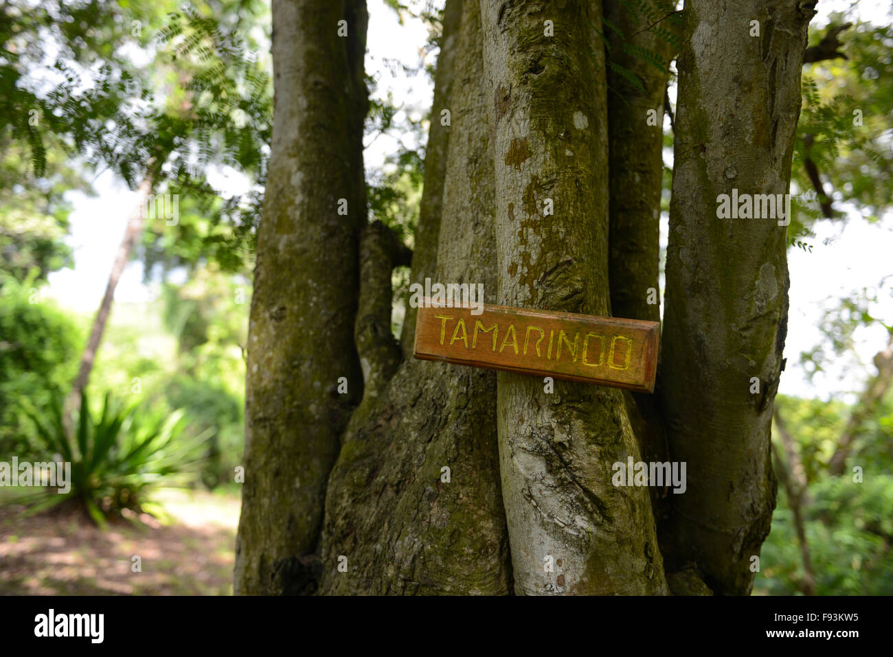 (Tamarindo Tamarindus indica) albero a indigeni Tibes centro cerimoniale. Ponce, Puerto Rico. Isola dei caraibi. Foto Stock