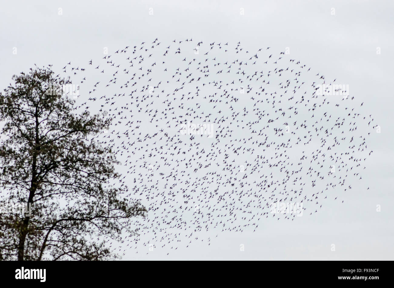 Starling [Sturnus vulgaris] murmuration. Somerset, Regno Unito. Dicembre. Foto Stock