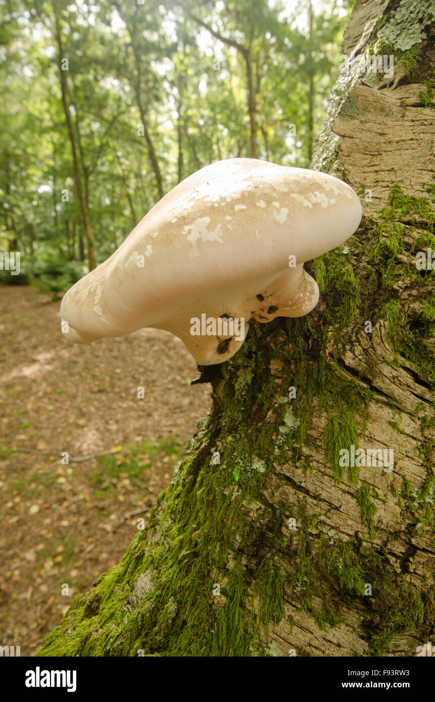 Birch polypore [Piptoporus betulinus] crescente su argento betulla [Betula pendula] Settembre. Sussex. Regno Unito Foto Stock