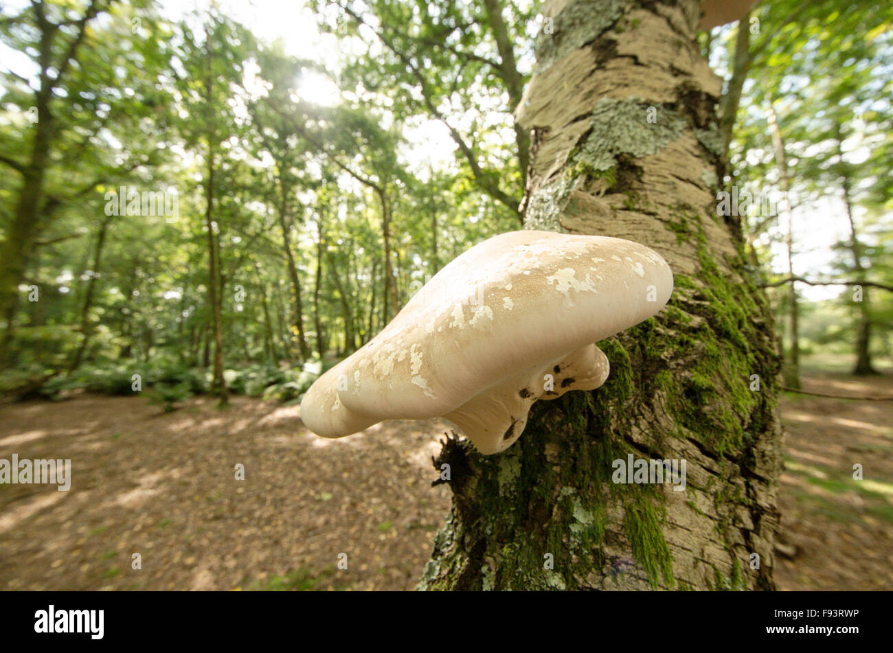 Birch polypore [Piptoporus betulinus] crescente su argento betulla [Betula pendula] Settembre. Sussex. Regno Unito Foto Stock
