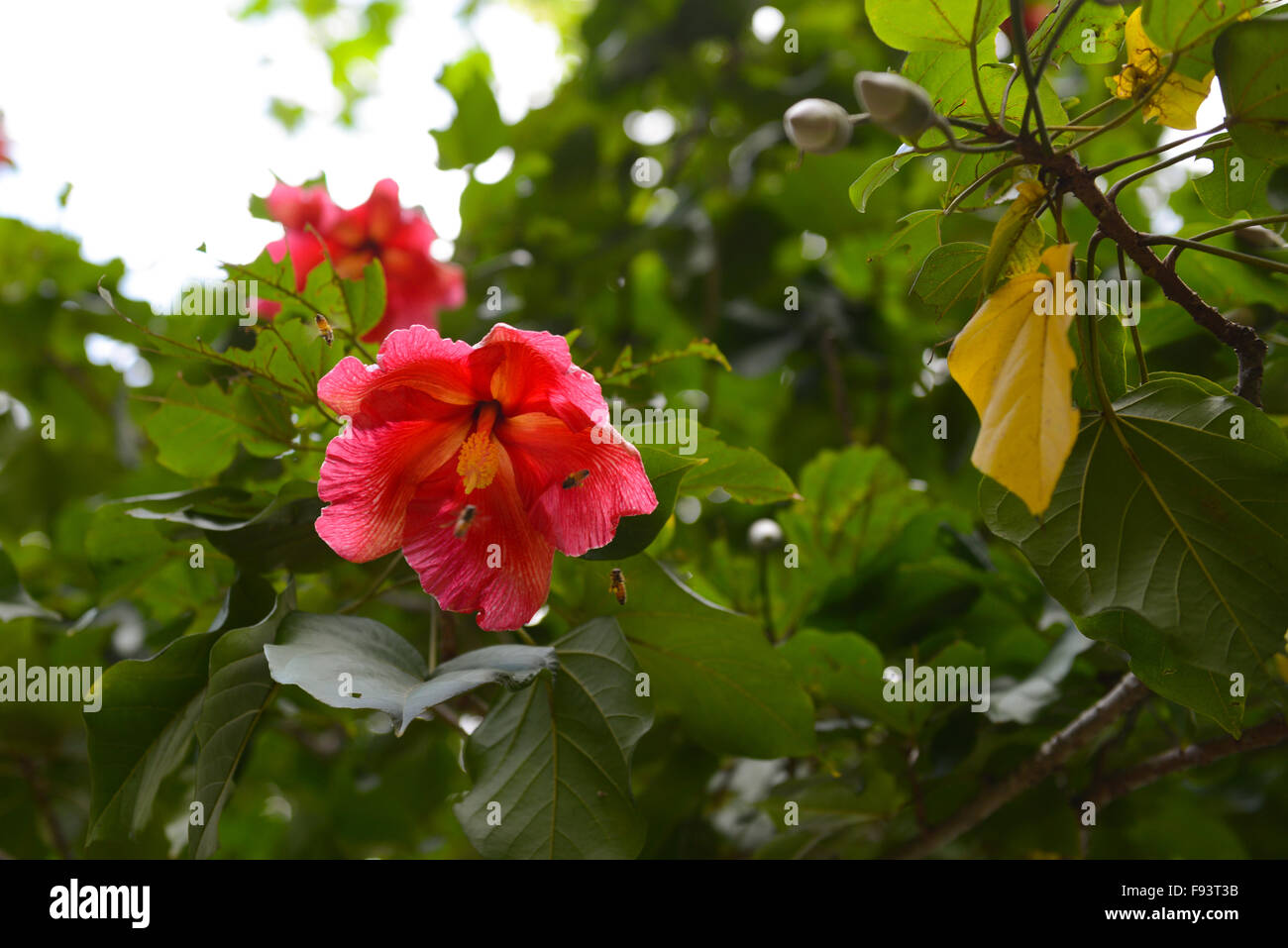 Due API di impollinazione un ibisco (Malvaceae) fiore. Ponce, Puerto Rico. Isola dei caraibi. USA il territorio. Foto Stock