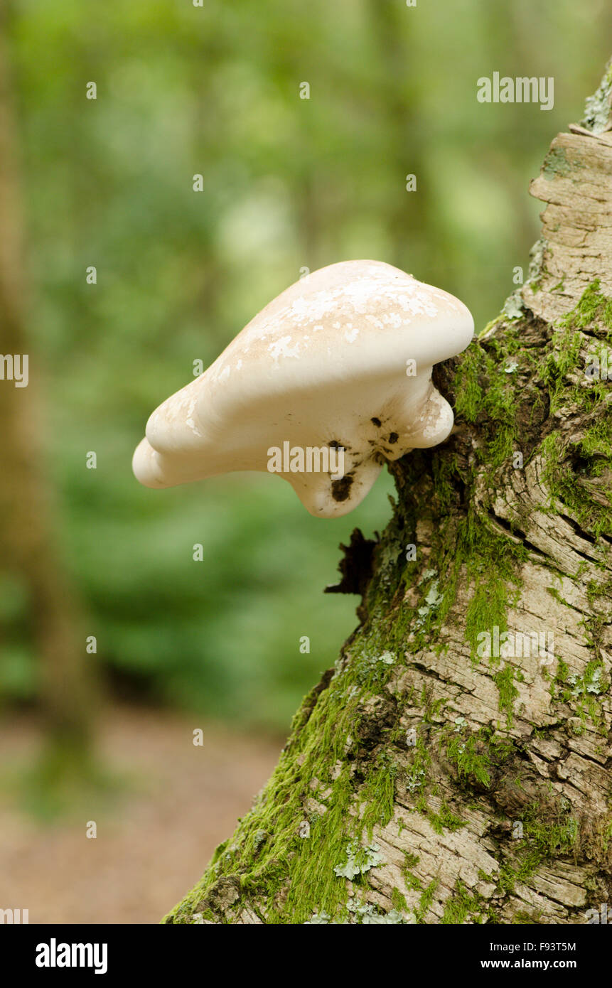 Birch polypore [Piptoporus betulinus] crescente su argento betulla [Betula pendula] Settembre. Sussex. Regno Unito Foto Stock