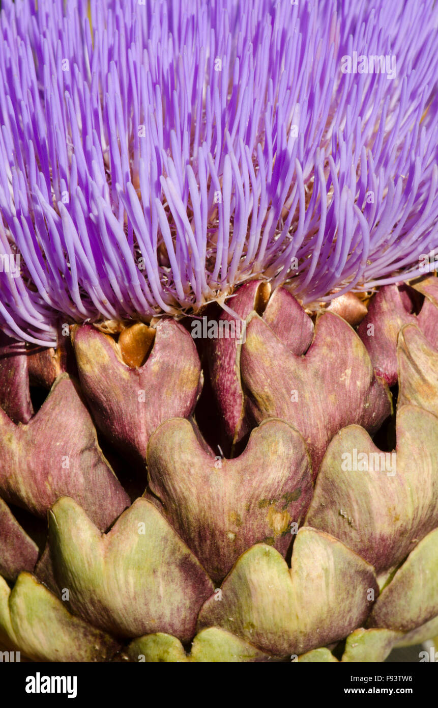 Carciofi [Cynara scolymus]. Close-up di broccoli e brattee. Regno Unito. Agosto Foto Stock