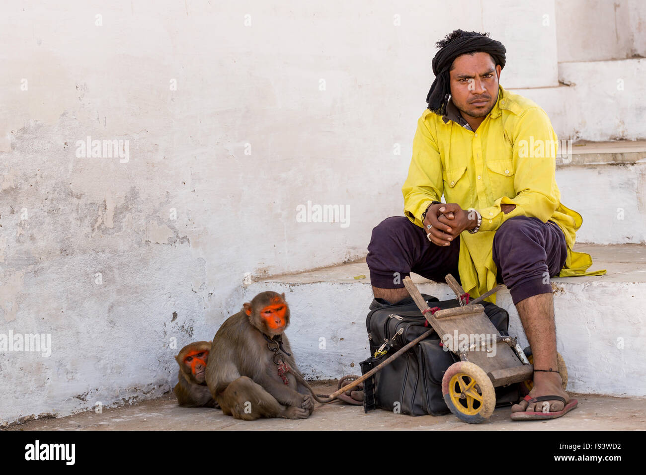 Un uomo con il suo dipinto di macaco rhesus (macaca mulatta) scimmie in attesa, Pushkar, Rajasthan, India Foto Stock