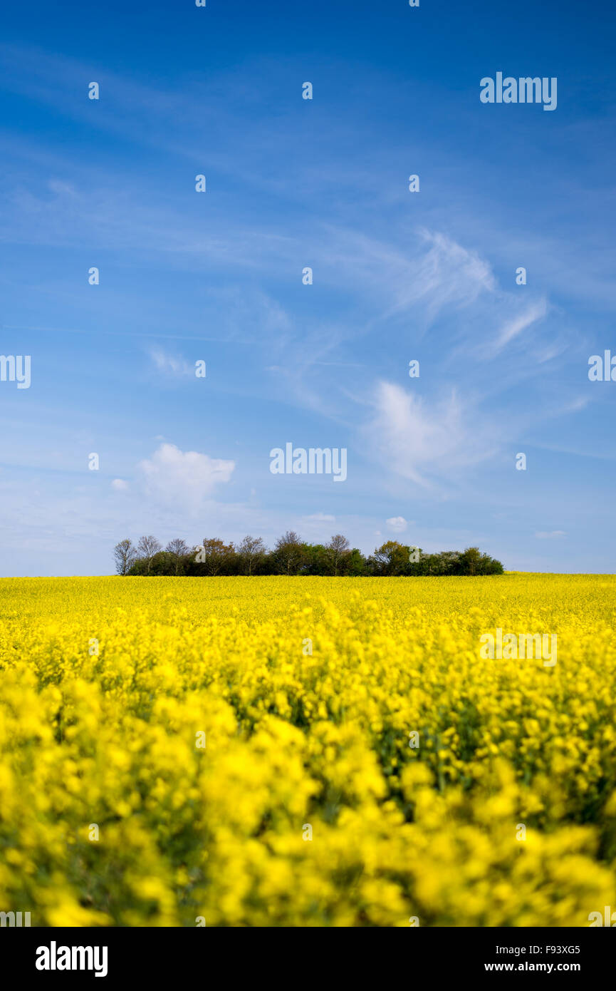 Un ceduo di alberi in un campo di colza nella campagna di Kent in una giornata di sole. Foto Stock