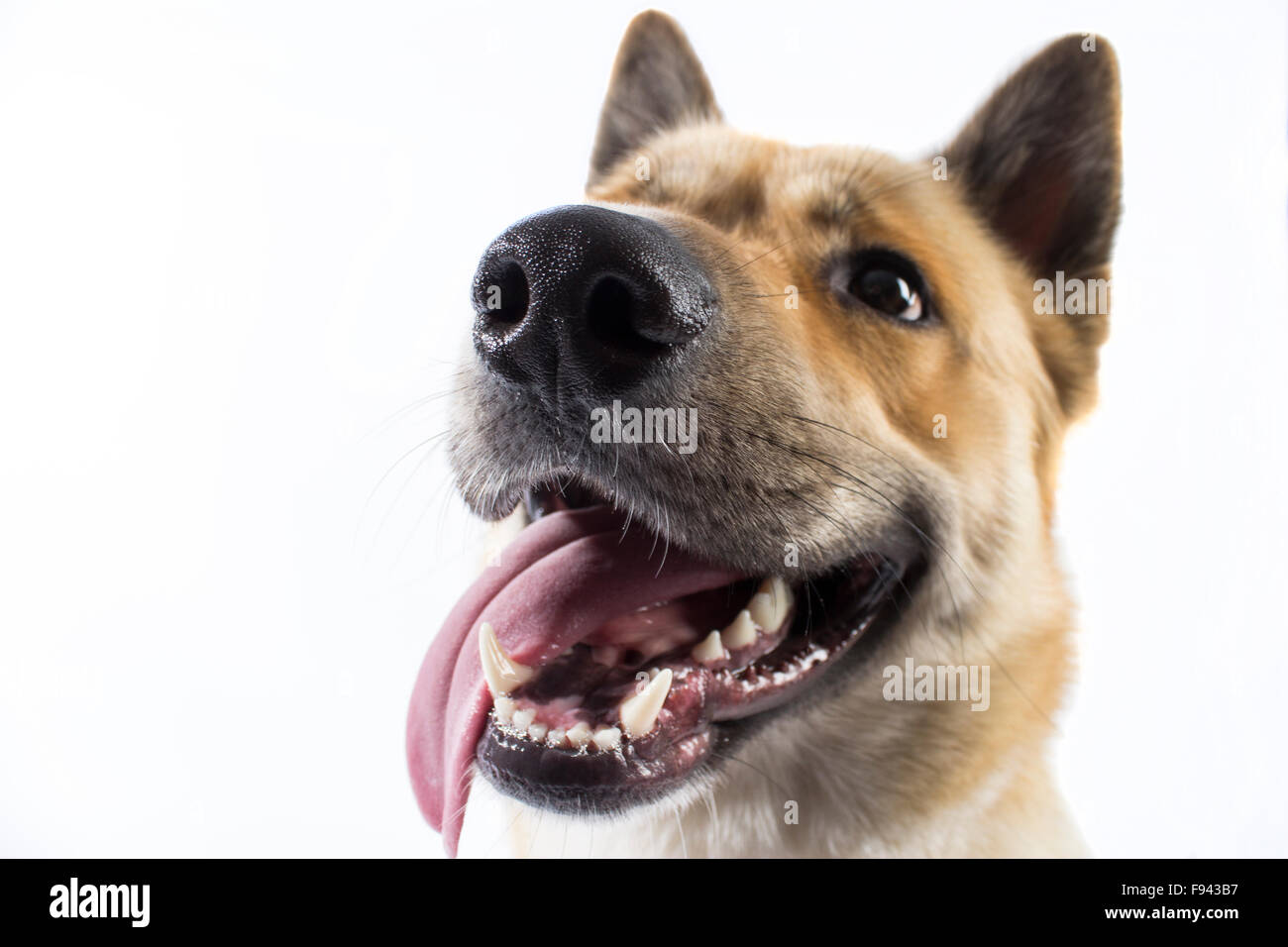 Un husky akita croce ha la sua lingua appendere fuori mentre guardando fuori nella distanza, in una impostazione di studio Foto Stock