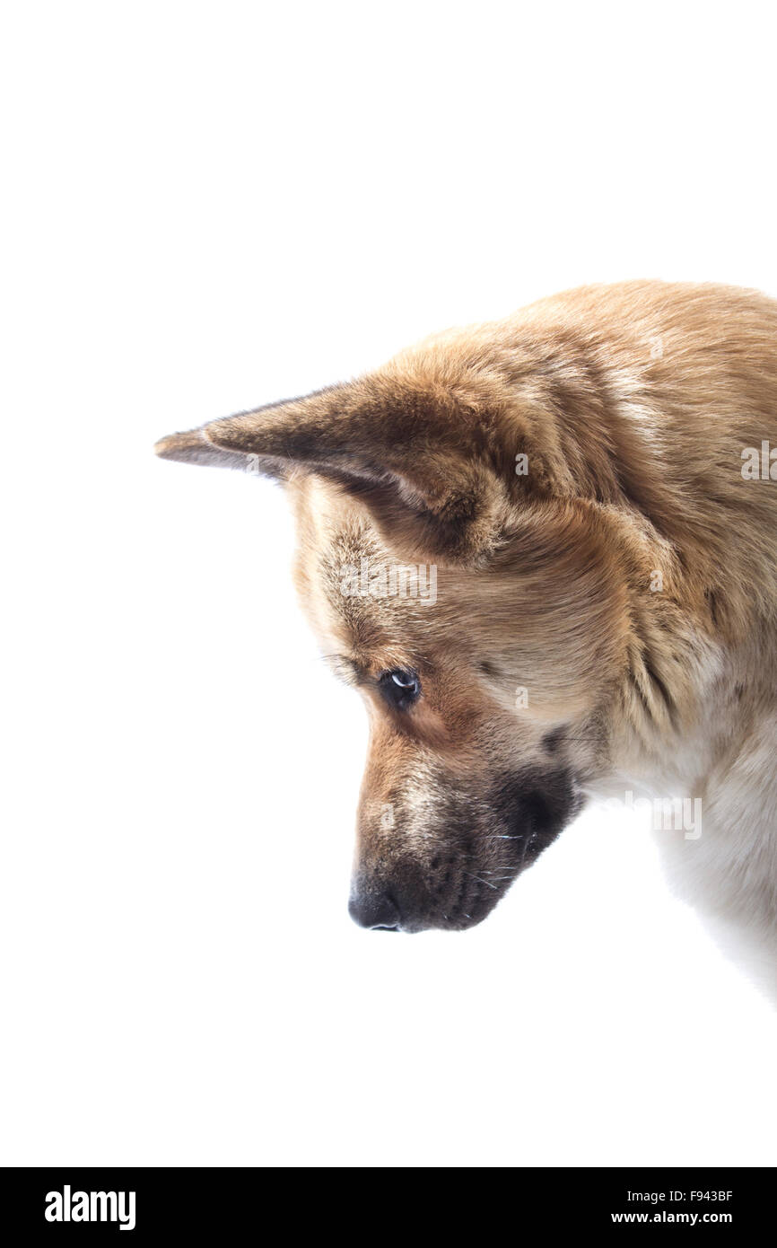 Il Galles, Regno Unito. 05 dicembre 2015. Un husky akita X cane guarda giù con le sue orecchie infilati su un bianco di sfondo per studio. Foto Stock