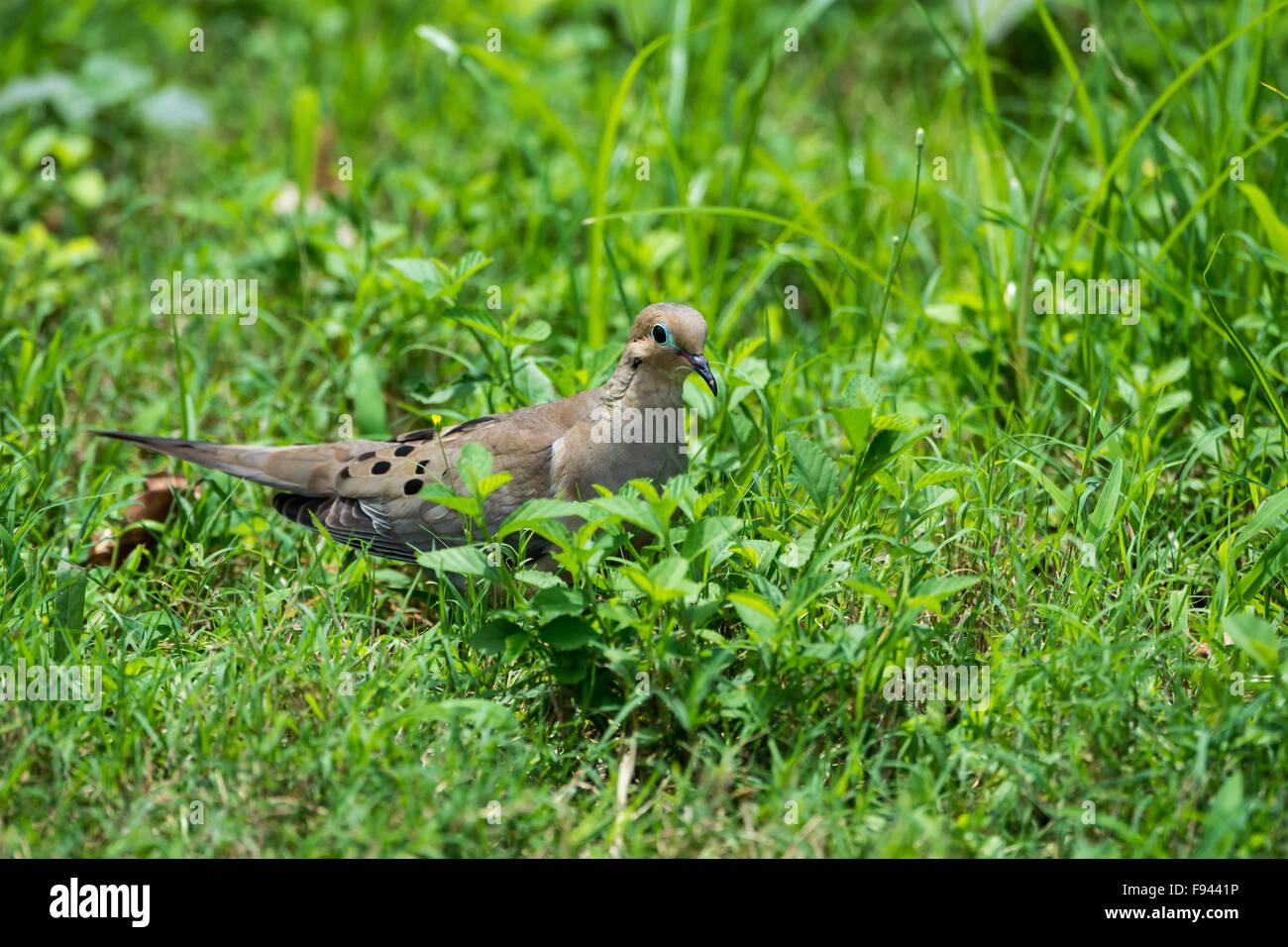 Un lutto Colomba (Zenaida macroura) in erba verde. Texas, Stati Uniti d'America. Foto Stock